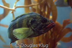 Lipstick.  An adult Treefish hovers off the bottom at Ana... by Douglas Klug 
